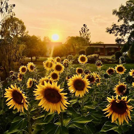 Quirindi Sunflower Motor Inn Екстериор снимка